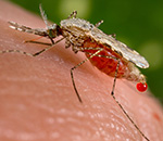 Malaria’s Deadly Comeback 